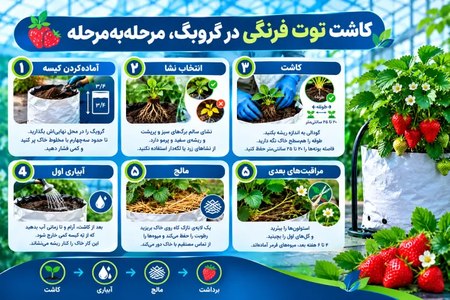 کاشت توت فرنگی در گروبگ، مرحلهبهمرحله کاشت توت فرنگی در گروبگ، مرحلهبهمرحله