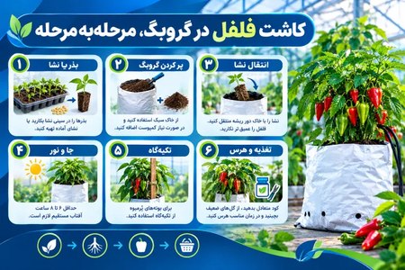 کاشت فلفل در گروبگ، مرحلهبهمرحله کاشت فلفل در گروبگ، مرحلهبهمرحله