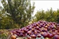 در سايه سکوت وزارت جهاد کشاورزي؛ميوه روي دست باغداران پوسید! 