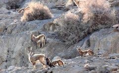 مصوبه ننگین علیه محیط زیست : از ادعای ایرانی گری تا تخریب ایران