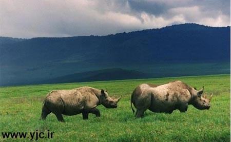  جانواران خشکی,سنگین ترین جانواران ,سنگین ترین جانوران خشکی,اخبار جالب,سنگینترین حیوانات  
