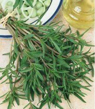 سبزی های بهاری  , پونه کوهی , کوفتگی ماهیچه , خواص سبزیجات