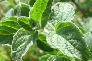 سبزی های بهاری  , پونه کوهی , کوفتگی ماهیچه , خواص سبزیجات