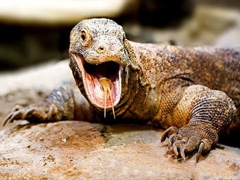 حلزون آفریقایی, جانوران ترسناک, کوسه ماهی, اژدهای کومودور