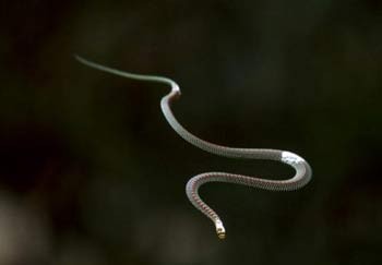 حلزون آفریقایی, جانوران ترسناک, کوسه ماهی, اژدهای کومودور