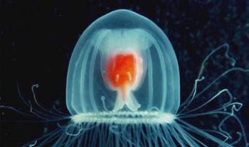 حلزون آفریقایی, جانوران ترسناک, کوسه ماهی, اژدهای کومودور