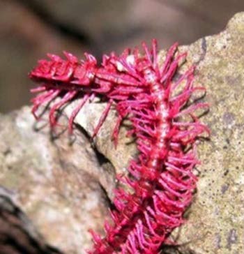 حلزون آفریقایی, جانوران ترسناک, کوسه ماهی, اژدهای کومودور