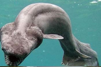 حلزون آفریقایی, جانوران ترسناک, کوسه ماهی, اژدهای کومودور