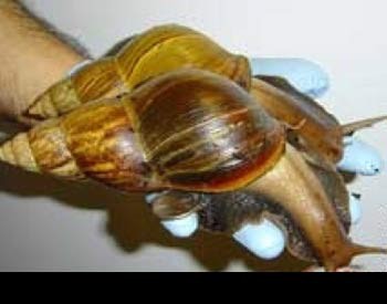 حلزون آفریقایی, جانوران ترسناک, کوسه ماهی, اژدهای کومودور