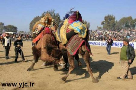 عجیب ترین مسابقات ورزشی حیوانات عجیب ترین مسابقات ورزشی حیوانات