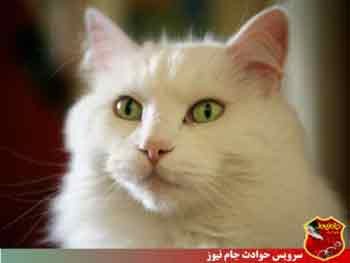 شهردار آلاسکا,گربه شهردار شهردار آلاسکا,گربه شهردار