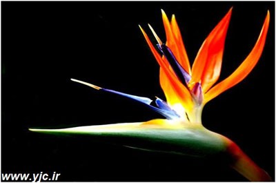 زیباترین گل های دنیا +عکس