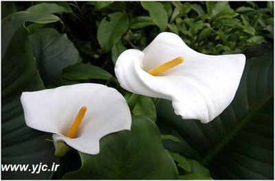 زیباترین گل های دنیا +عکس
