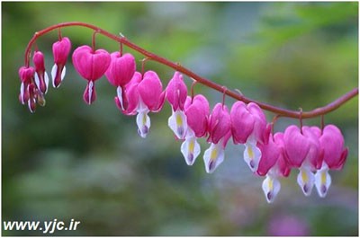 زیباترین گل های دنیا +عکس