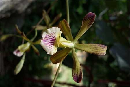 گونه جدید از گلهای ارکیده,گونه جدید از گل ارکیده