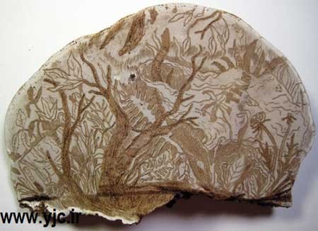 هنرنمایی روی قارچ , اخبار گوناگون 