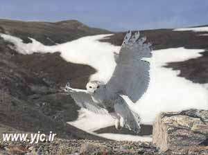 اخبار,اخبار داغ,اخبار جدید