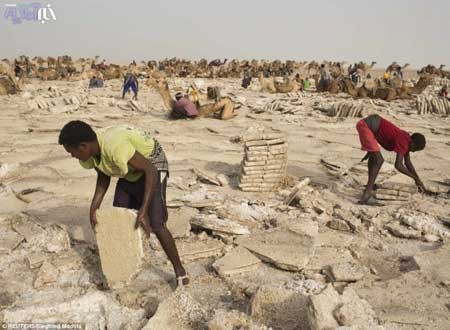 تصاویری از تجارت باستانی نمک در بی رحم ترین سرزمین دنیا