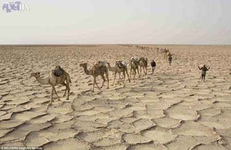 تصاویری از تجارت باستانی نمک در بی رحم ترین سرزمین دنیا