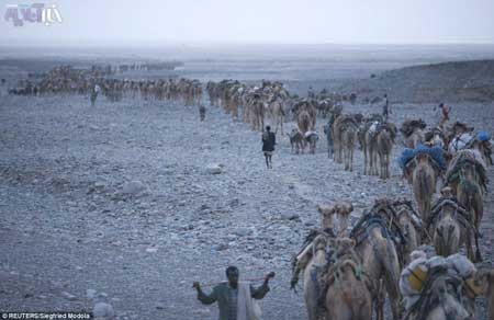 تصاویری از تجارت باستانی نمک در بی رحم ترین سرزمین دنیا