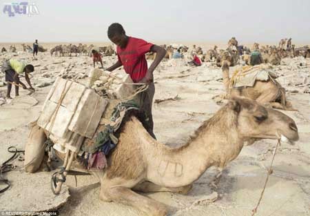 تصاویری از تجارت باستانی نمک در بی رحم ترین سرزمین دنیا