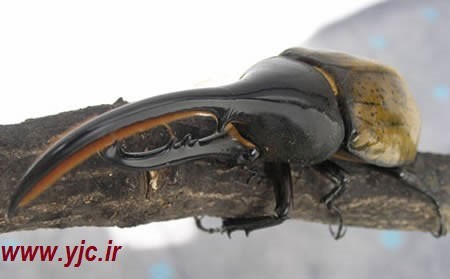 آشنایی با متفاوت‌ترین بندپایان دنیا 