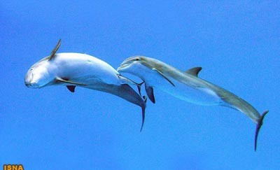 دلفین,تولد نوزاد دلفین,تولید مثل دلفین