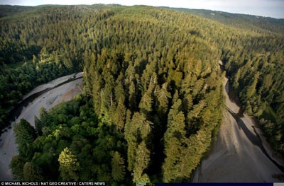 تصاویر بلندترین درختان جهان, اسنک خوری روی بلندترین درخت جهان