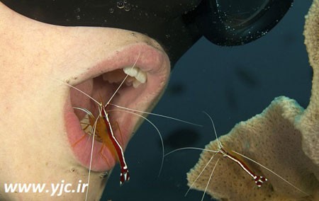 آشنایی با مسواک های دریایی,نحوه تمیز کردن دندان با میگو