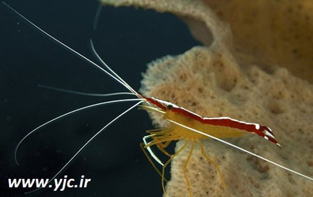 آشنایی با مسواک های دریایی,نحوه تمیز کردن دندان با میگو