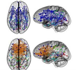 اخبار,اخبارعلمی,تفاوت مغز مردان و زنان