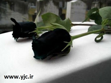 اخبار گوناگون, اخبار,تصاویر رز هالفتی, کمیاب ترین گل رز,عکس رز سیاه