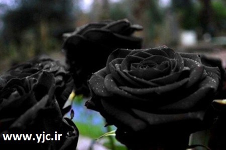 اخبار گوناگون, اخبار,تصاویر رز هالفتی, کمیاب ترین گل رز,عکس رز سیاه