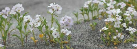 جزایر پیدا شده در زمین,تصویر جزیره سور تسی در ایسلند