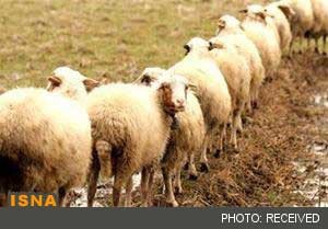 اخبار ,اخبار اقتصادی ,صادرات گوسفند