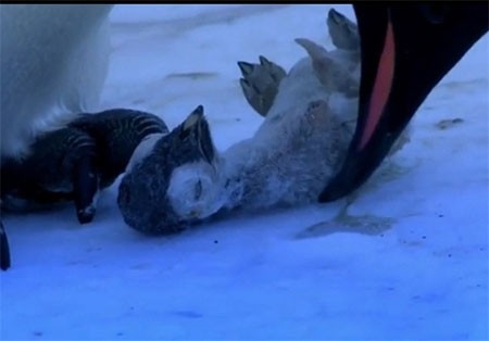 اخبار,اخبار گوناگون,واکنش عاطفی پنگوئن در از دست دادن فرزند