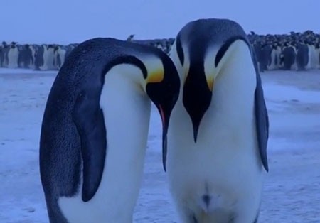 اخبار,اخبار گوناگون,واکنش عاطفی پنگوئن در از دست دادن فرزند