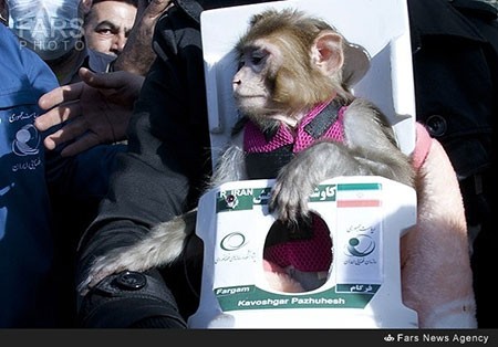 اخبار,اخبار علمی,دومین میمون فضایی ایران اخبار,اخبار علمی,دومین میمون فضایی ایران
