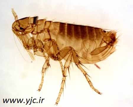 اخبار,اخبارگوناگون,موجودات خون آشام‌
