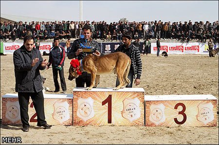 جشنواره سگهای نگهبان، جستجوگر و شکاری - اصفهان +تصاویر