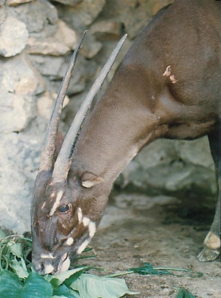 اخبار,اخبار علمی,