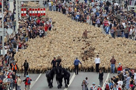 فستیوال سالانه رژه گوسفندان در مارسی فرانسه