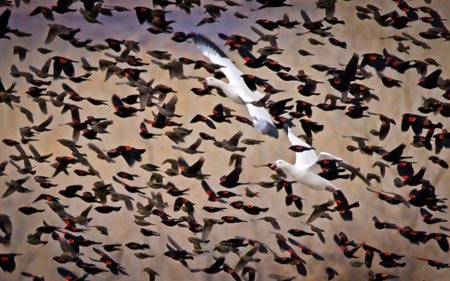 دو غاز در میان دسته عطیمی از پرندگان بال قرمز Red Winged Blackbirdsجان فن، سولنت نیوز