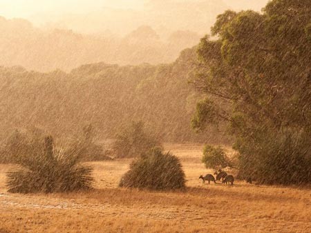 باران شدید در جزیره کانگوروها در جنوب استرالیا