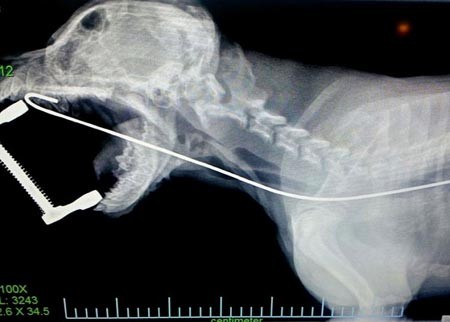 عکسبرداری x-ray از سگی که سیم برق را قورت داده بود