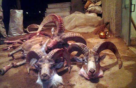 اخبار,اخبار سیاسی ,نمایندگان دلواپس مجلس