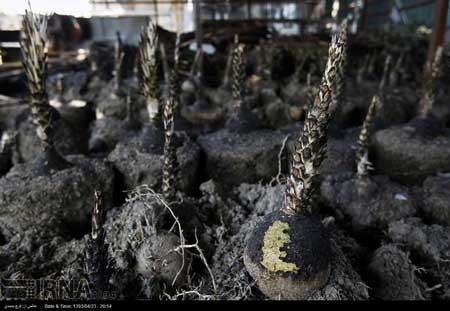 اخبار ,اخبار حوادث ,آتش سوزی 