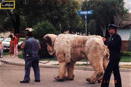 اخبار , اخبار فرهنگی , پشت صحنه فیلم