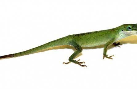 اخبار,اخبار گوناگون,رشد دوباره اعضای بدن انسان با الهام گیری از رشد دوباره دم مارمولک اخبار,اخبار گوناگون,رشد دوباره اعضای بدن انسان با الهام گیری از رشد دوباره دم مارمولک!