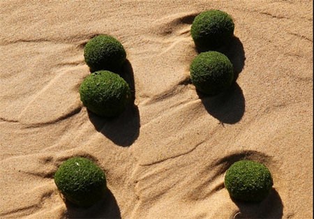 اخبار,اخبار علمی,جلبک دریایی